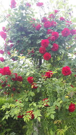 20250607_102748.jpg