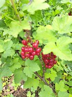 20250608_135155.jpg