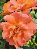 20250608_135402.webp