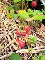 20250608_135420.jpg