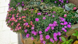 IMG_20190612_143949783_HDR.jpg