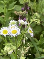 IMG_0571.jpeg