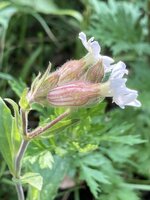 IMG_0570.jpeg