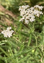 IMG_0567.jpeg