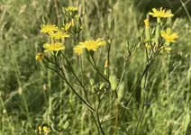 IMG_0565.jpeg