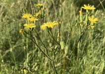 IMG_0565.jpeg