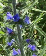 IMG_0555.jpeg