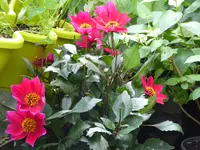 016.webp