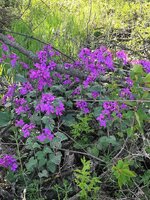 IMG_20250412_161524.jpg