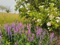 IMG_20250601_165737.jpg