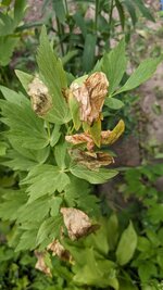 PXL_20250609_114643281.jpg
