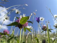 IMG_1065.jpeg