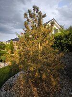 IMG_20250609_193959.jpg
