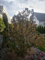 IMG_20250609_193926.jpg