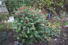 Winterharte Fuchsie0924.JPG