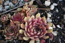 Sempervivum 0120.JPG
