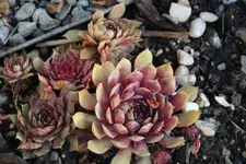 Sempervivum 0120.webp