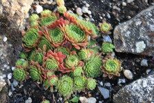 Sempervivum 0220.JPG