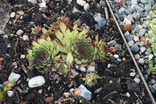 Sempervivum 0320.JPG