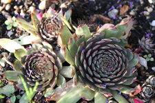 Sempervivum 0420.JPG