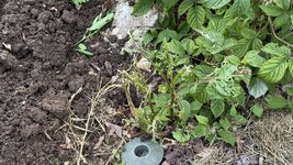 IMG_4615.jpeg