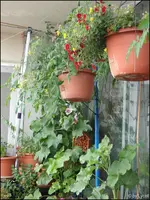 c039.webp