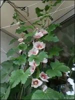 c040.webp