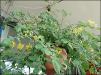 c041.webp