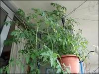 c042.webp