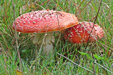 IMG_3963 - Copy.JPG