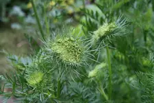 Möhre0316.webp
