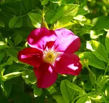 _MG_9391.webp