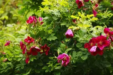 _MG_0285.webp