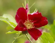 _MG_0051.webp