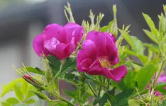 _MG_0141.webp
