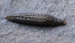 Tigerschnegel 0224.JPG