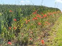 IMG_1100.jpeg