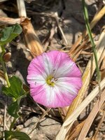 IMG_1101.jpeg