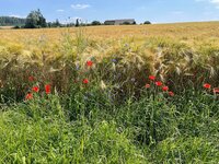 IMG_1103.jpeg