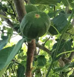 IMG_20250611_162440.webp IMG_20250611_162440.webp