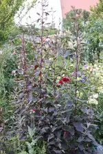 Rote Melde 0324.webp