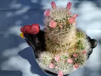 IMG_20250611_131555~2.webp