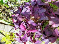 IMG_20250611_113120_1~2.jpg