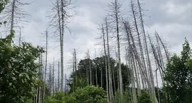 IMG-20250609-WA0002.jpg