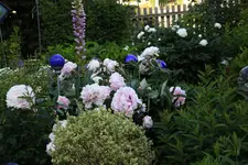 Juno 2525.webp