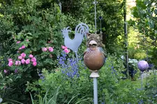 Juno2625.webp