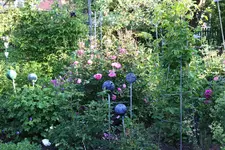 Juno3225.webp