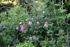 Juno3725.webp