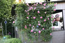 Juno4125.webp