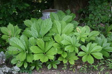 Rodgersia0122.JPG